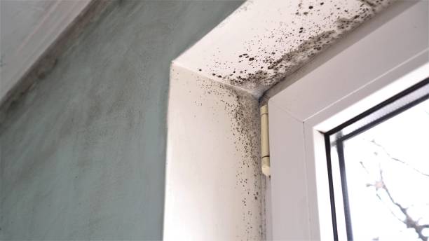 Best Toxic Mold Removal  in Burley, ID