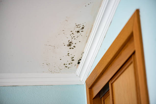 Office Mold Removal Services in Burley, ID